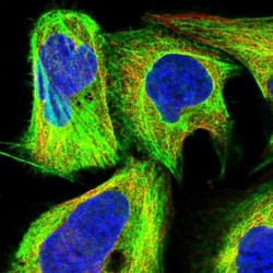 CCDC64B Antibody, Novus Biologicals 0.1mL; Unlabeled:Antibodies, Polyclonal